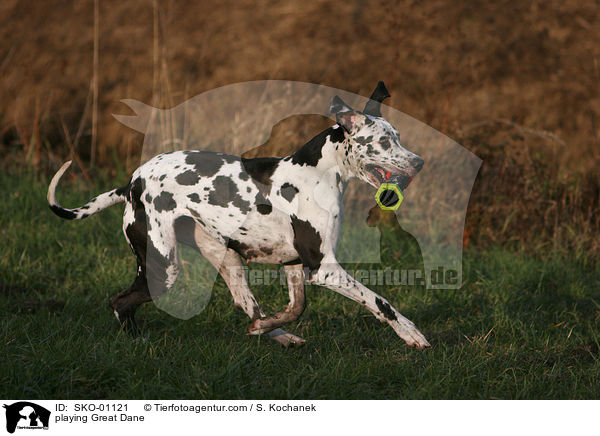 spielende Deutsche Dogge / playing Great Dane / SKO-01121