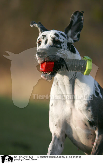 spielende Deutsche Dogge / playing Great Dane / SKO-01123