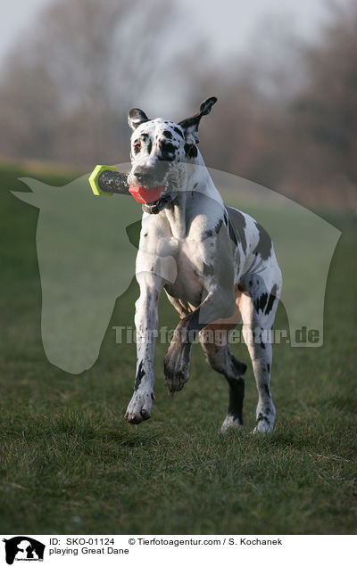 spielende Deutsche Dogge / playing Great Dane / SKO-01124