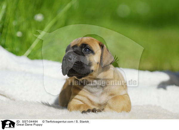 Deutsche Dogge Welpe / Great Dane Puppy / SST-04484