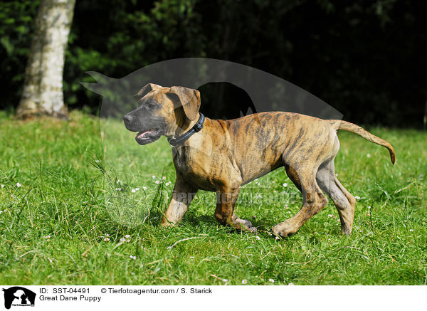 Deutsche Dogge Welpe / Great Dane Puppy / SST-04491