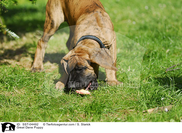 Deutsche Dogge Welpe / Great Dane Puppy / SST-04492
