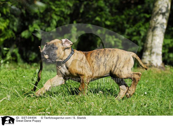 Deutsche Dogge Welpe / Great Dane Puppy / SST-04494