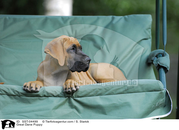 Deutsche Dogge Welpe / Great Dane Puppy / SST-04499