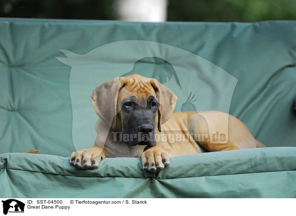 Deutsche Dogge Welpe / Great Dane Puppy / SST-04500