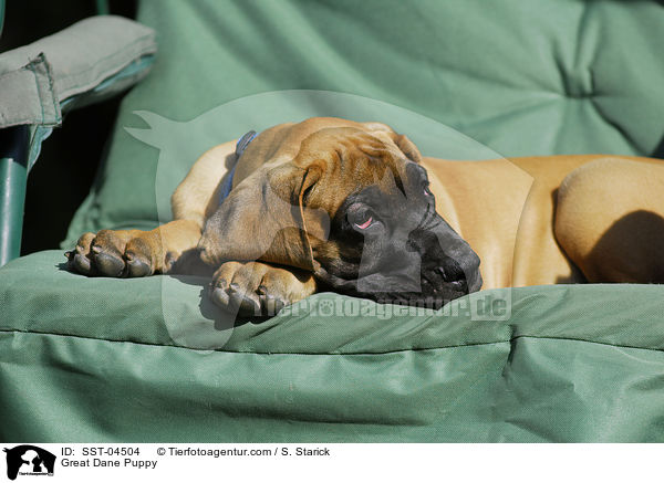 Deutsche Dogge Welpe / Great Dane Puppy / SST-04504
