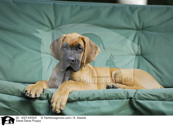 Deutsche Dogge Welpe / Great Dane Puppy / SST-04505