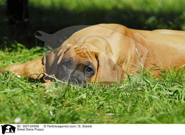 Deutsche Dogge Welpe / Great Dane Puppy / SST-04506