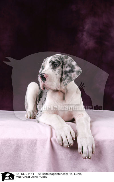 liegender Dogge Welpe / lying Great Dane Puppy / KL-01141