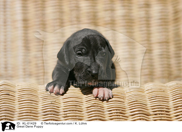 Deutsche Dogge Welpe / Great Dane Puppy / KL-01429
