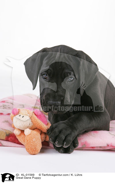 Deutsche Dogge Welpe / Great Dane Puppy / KL-01589