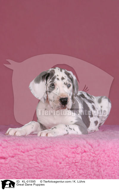 Deutsche Dogge Welpen / Great Dane Puppies / KL-01595