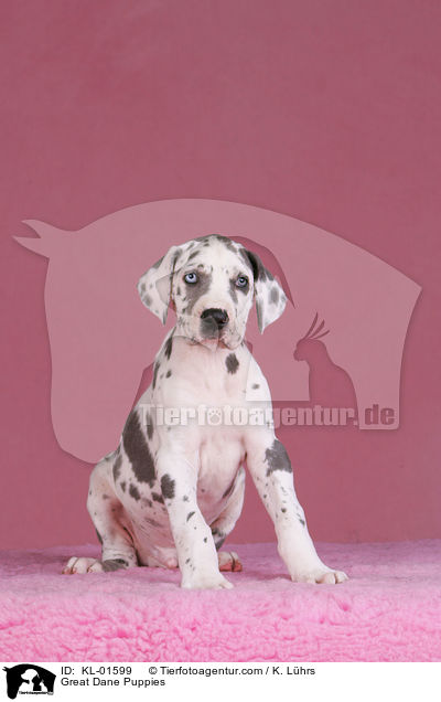 Deutsche Dogge Welpen / Great Dane Puppies / KL-01599