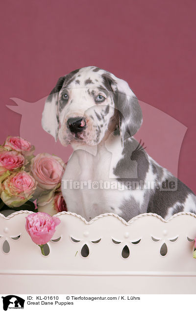 Deutsche Dogge Welpen / Great Dane Puppies / KL-01610