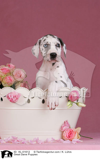 Deutsche Dogge Welpen / Great Dane Puppies / KL-01612