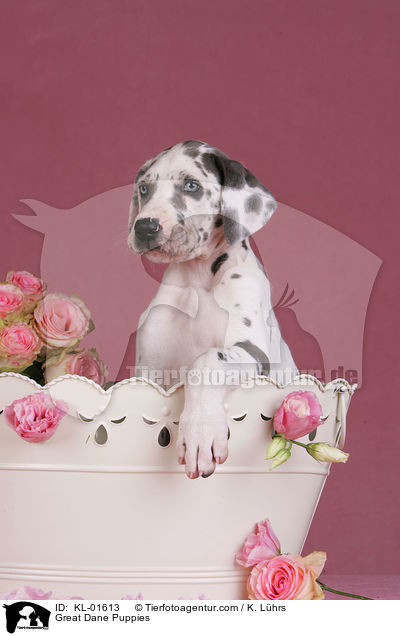 Deutsche Dogge Welpen / Great Dane Puppies / KL-01613