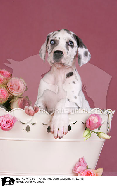 Deutsche Dogge Welpen / Great Dane Puppies / KL-01615