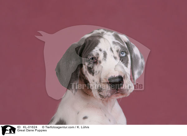 Deutsche Dogge Welpen / Great Dane Puppies / KL-01624