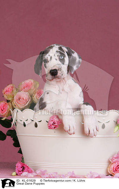 Deutsche Dogge Welpen / Great Dane Puppies / KL-01629