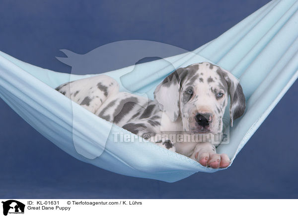 Deutsche Dogge Welpe / Great Dane Puppy / KL-01631