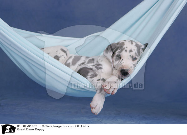 Deutsche Dogge Welpe / Great Dane Puppy / KL-01633