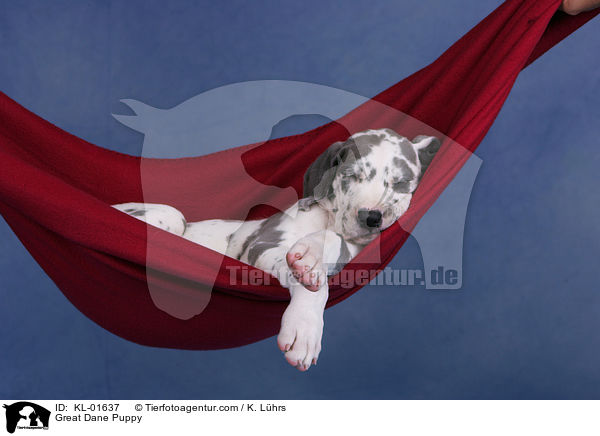 Deutsche Dogge Welpe / Great Dane Puppy / KL-01637