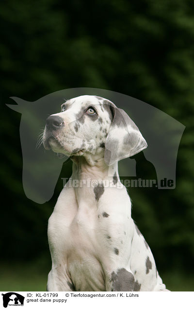 Deutsche Dogge Welpe / great dane puppy / KL-01799