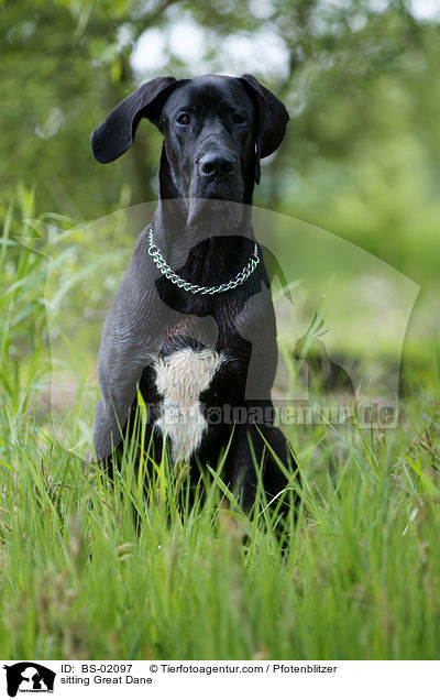 sitzende Deutsche Dogge / sitting Great Dane / BS-02097