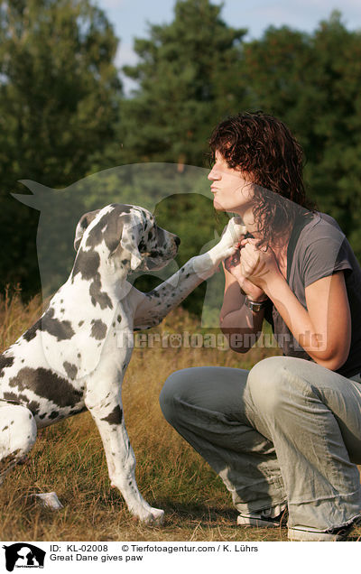 Deutsche Dogge gibt Pftchen / Great Dane gives paw / KL-02008