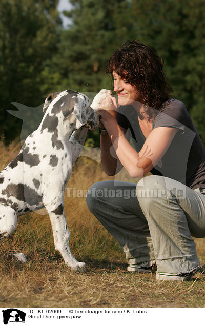 Deutsche Dogge gibt Pftchen / Great Dane gives paw / KL-02009