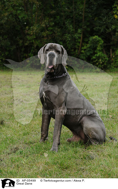 Deutsche Dogge / Great Dane / AP-05499