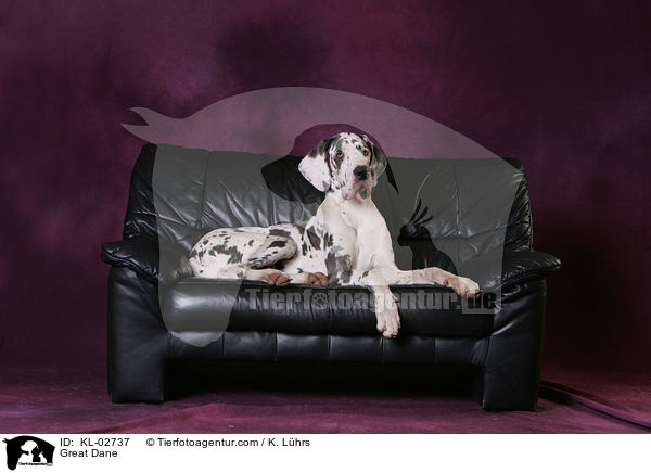 Deutsche Dogge / Great Dane / KL-02737
