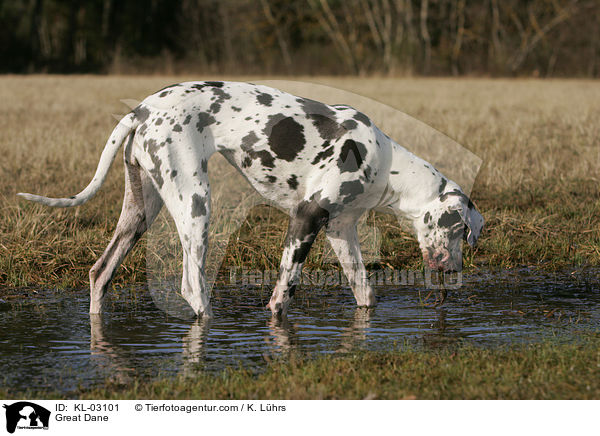 Deutsche Dogge / Great Dane / KL-03101