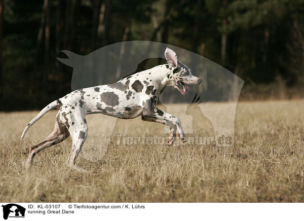 rennende Deutsche Dogge / running Great Dane / KL-03107