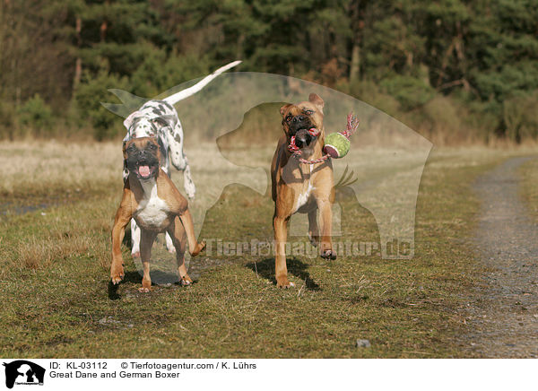 Deutsche Dogge und Deutscher Boxer / Great Dane and German Boxer / KL-03112