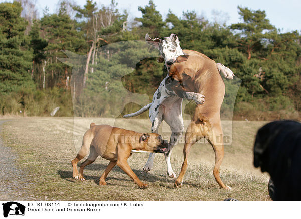 Great Dane and German Boxer / KL-03114