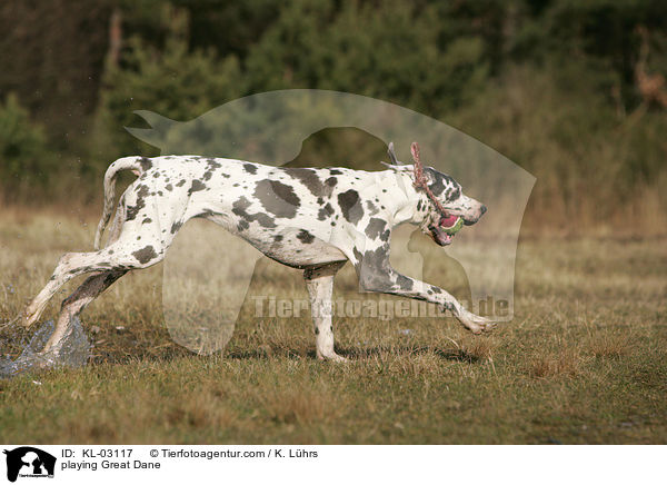 spielende Deutsche Dogge / playing Great Dane / KL-03117