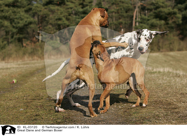 Great Dane and German Boxer / KL-03120