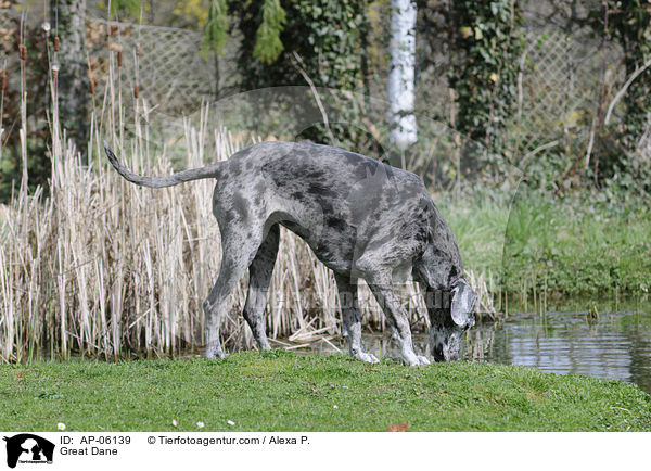 Deutsche Dogge / Great Dane / AP-06139