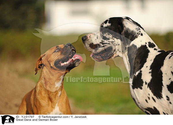 Deutsche Dogge und Deutscher Boxer / Great Dane and German Boxer / YJ-01797