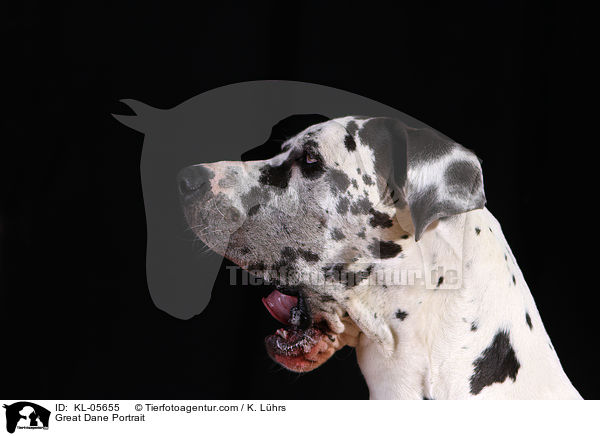 Deutsche Dogge Portrait / Great Dane Portrait / KL-05655