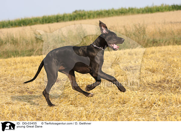 junge Deutsche Dogge / young Great Dane / DG-03455