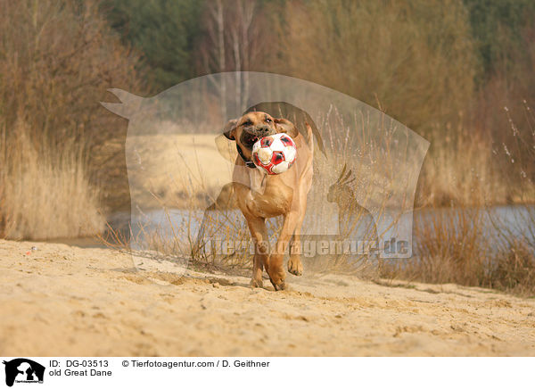 alte Deutsche Dogge / old Great Dane / DG-03513