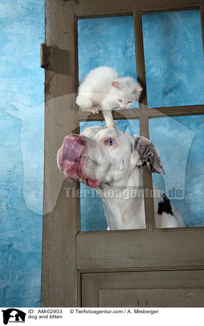 dog and kitten / AM-02903