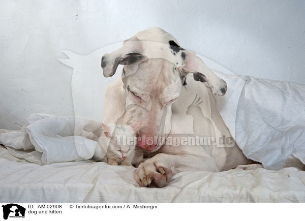 dog and kitten / AM-02908