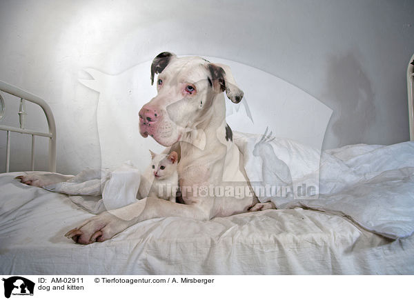 dog and kitten / AM-02911