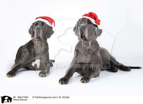 Deutsche Doggen / Great Danes / NN-01681
