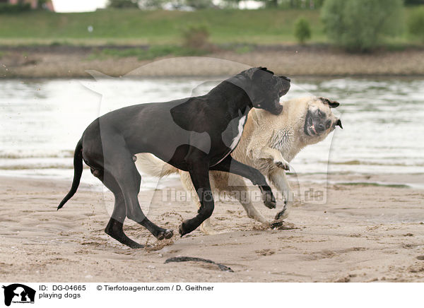 playing dogs / DG-04665