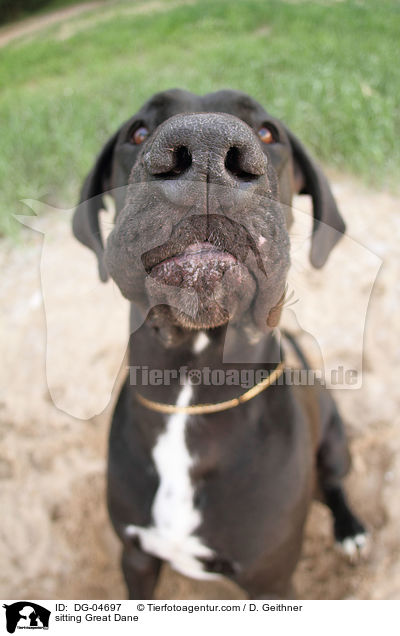 sitzende Deutsche Dogge / sitting Great Dane / DG-04697