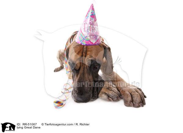 liegende Deutsche Dogge / lying Great Dane / RR-51067
